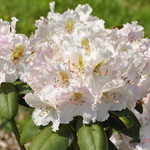 Rhododendron Tuitti Fruiti — photo 1