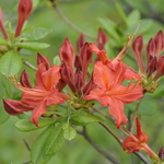 Rhododendron Tunis — photo 1