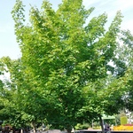 Acer truncatum 'Pacific Sunset' — photo 3