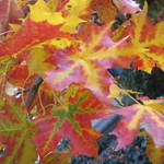 Acer truncatum 'Pacific Sunset' — photo 4