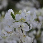Rhododendron Vaseyi White Find — photo 1