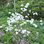 Rhododendron Vaseyi White Find — photo 2