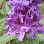 Rhododendron Vivacious — photo 1