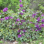 Rhododendron Vivacious — photo 2