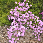 Rhododendron Westons Pink Diamond — photo 1