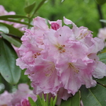Rhododendron Wheatly — photo 1