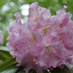 Rhododendron Wheatly — photo 2