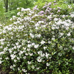 Rhododendron White Carolina — photo 2