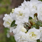Rhododendron White Rosebud — photo 1