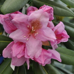Rhododendron Wyandanch Pink — photo 1