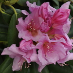Rhododendron Wyandanch Pink — photo 2