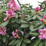 Rhododendron Wyandanch Pink — photo 3