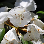 Rhododendron Yaku Angel — photo 1