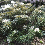 Rhododendron Yaku Angel — photo 2