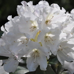 Rhododendron Yaku Queen — photo 1