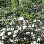 Rhododendron Yakushimanum — photo 3