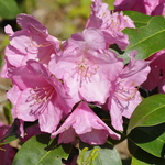 Rhododendron Years Of Peace — photo 1