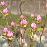 Rhododendron Yedoense Pink Discovery — photo 1