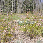 Rhododendron Yedoense Pink Discovery — photo 2