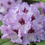 Rhododendronblue Blue Ensign — photo 1