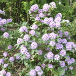 Rhododendronblue Blue Ensign — photo 2