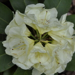 Rhododendron Stardust — photo 1