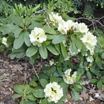 Rhododendron Stardust — photo 2