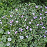 Rhododendron Desmit — photo 2