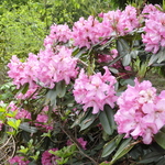 Rhododendron Coral Bell — photo 2