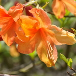 Rhododendron Gog — photo 1