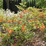 Rhododendron Gog — photo 2