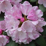 Rhododendron Hachmanns Polaris — photo 1