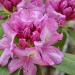 Rhododendron Harrisville — photo 1