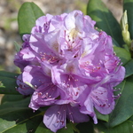 Rhododendron Harrisville — photo 2