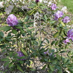 Rhododendron Harrisville — photo 3