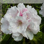 Rhododendron Judy Spillane — photo 2