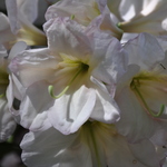 Rhododendron Maud Corning — photo 1