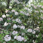 Rhododendron Maud Corning — photo 3