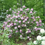 Rhododendron Peter Vermeulen — photo 3