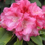 Rhododendron Tina Heinje — photo 2