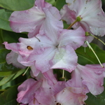 Rhododendron Todmorden — photo 1