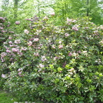 Rhododendron Todmorden — photo 2