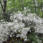 Rhododendron Wilhelmina Vuyk — photo 2
