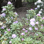 Rhododendron sunnyview — photo 2