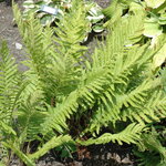 Osmunda 'cinnamomea' — photo 2