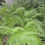 Osmunda 'cinnamomea' — photo 3