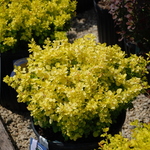 Berberis Bonanza Gold — photo 1