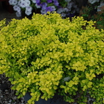 Berberis Bonanza Gold — photo 2