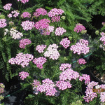 Achillea Millefolium 'Oertel's Rose' — photo 1