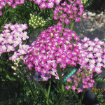 Achillea Millefolium 'Oertel's Rose' — photo 2